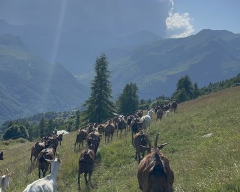 image 3 premiers jours avec les chèvres en Italie 