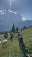 3 premiers jours avec les chèvres en Italie 