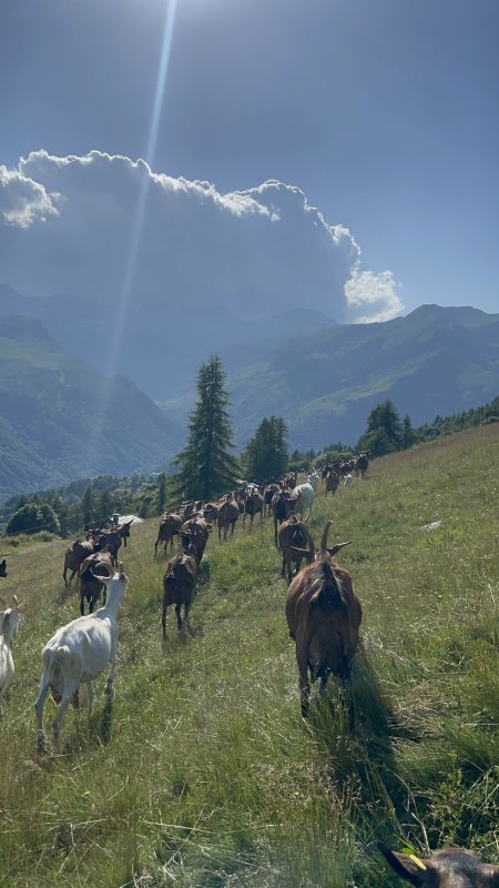 3 premiers jours avec les ch&egrave;vres en Italie 