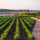 Pour mon premier voyage à l’étranger, direction Malte pour une aventure entre passion du vin et découverte culturelle