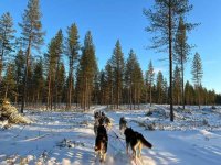 9 semaines au cœur de mon rêve d’enfant : glisser vers la Finlande en mushing 
