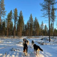 9 semaines au cœur de mon rêve d’enfant : glisser vers la Finlande en mushing 