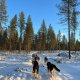 9 semaines au cœur de mon rêve d’enfant : glisser vers la Finlande en mushing