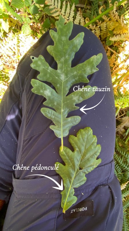 &Agrave; la d&eacute;couverte des ch&ecirc;nes de l&rsquo;&icirc;le 🌳