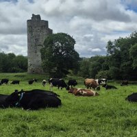 À la quête du trèfle sur les terres d'Irlande ! 🍀