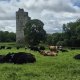 À la quête du trèfle sur les terres d'Irlande ! 🍀