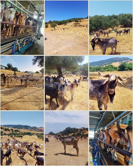 Photos des ch&egrave;vres Payoyas sur l'exploitation