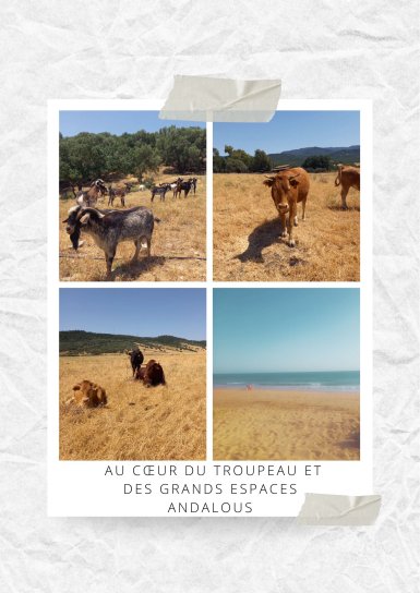 Au c&oelig;ur du troupeau et des grands espaces andalous