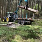 Abattage des arbres 