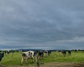 image After the milking