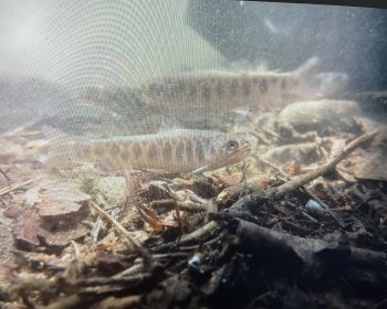 image Alevins d&rsquo;ombles chevaliers 