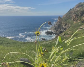 image Après midi Marguerite 🌼 