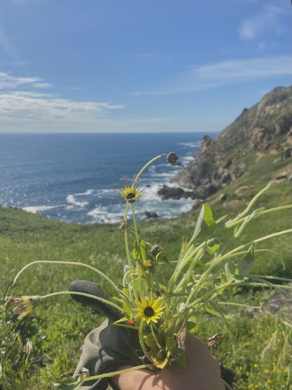 Apr&egrave;s midi Marguerite 🌼 