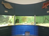 Aquarium du musée 