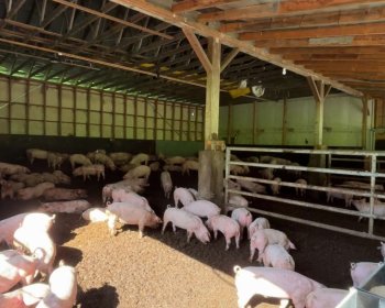 image Arriv&eacute; des cochons 