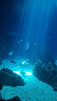 Oceanarum