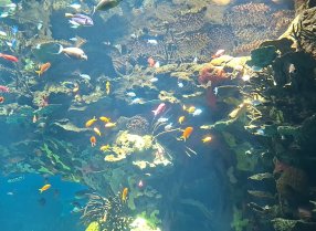 Aquarium