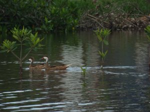 canard des Bahamas dans la lagune 