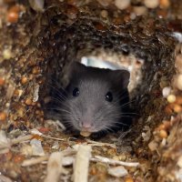 Chapitre 2 : à la découverte de Bruxelles