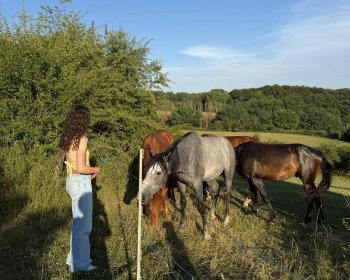 image Chevaux au pr&eacute;