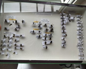 image Collection d'abeilles Pour une passionn&eacute;e d'apiculture