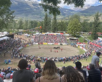 image Combats de vaches