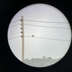 Comptage oiseaux avec une belle rencontre 