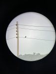Comptage oiseaux avec une belle rencontre 