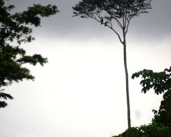 image Couple de Toucan perché sur les nuages 