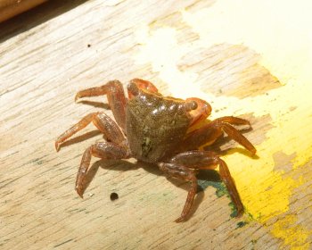 image crabe araignée 