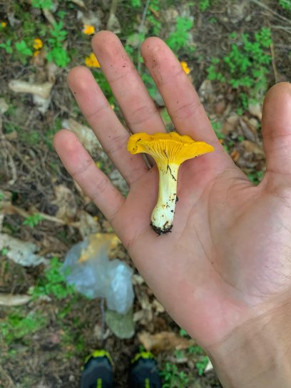 Quand la for&ecirc;t offre ses tr&eacute;sors