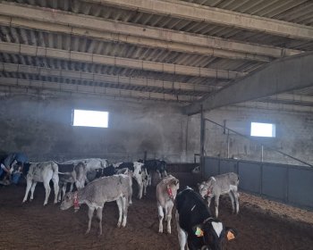 image De mignonne petite vache