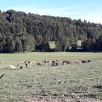 Déplacement des ânes et des lamas