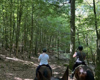 image Dernière balade dans les bois 🤍