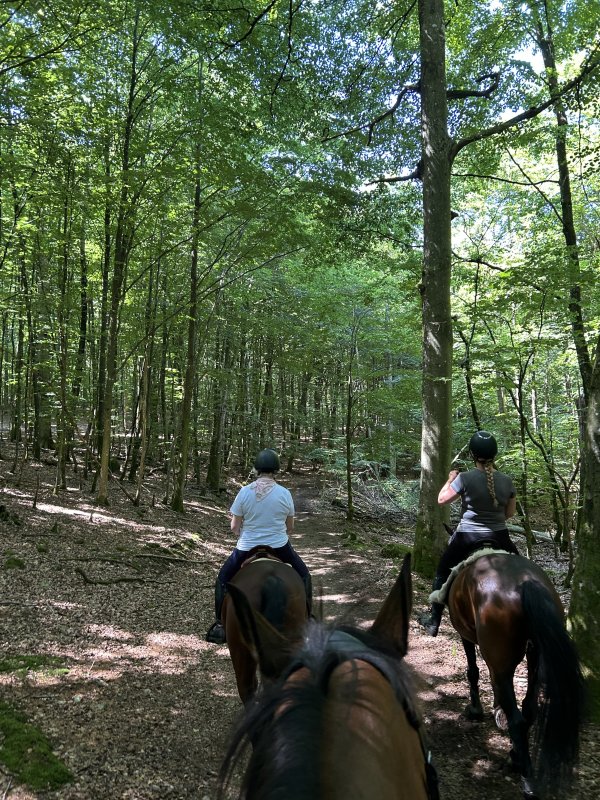Dernière balade dans les bois 🤍