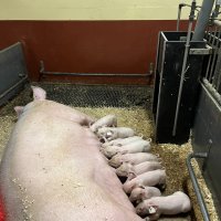 Deuxième jour dans l’élevage porcin 