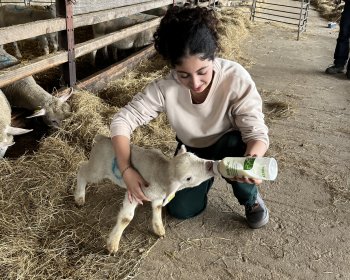 image Donner le biberon à un agneau : un beau moment de stage