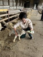 Donner le biberon à un agneau : un beau moment de stage