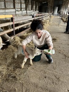 Donner le biberon à un agneau : un beau moment de stage