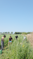 travailler avec d'autres étudiants sur des parcelles de pommes de terre
