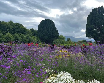 image Fleurs de la Killarney House and gardens 