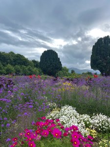 Fleurs de la Killarney House and gardens 