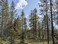 Flore et faune à Kuusamo