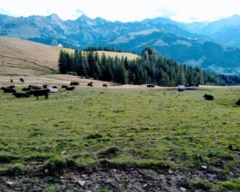 image Descente du troupeau - Suisse