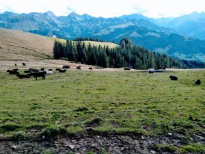 Descente du troupeau - Suisse