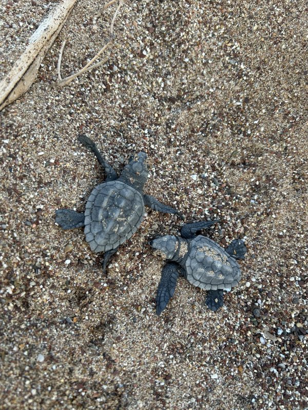 Hatchling !!