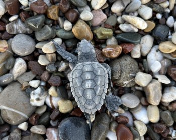 image Hatchling 