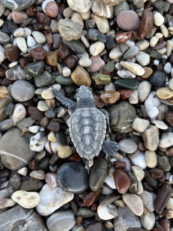 Hatchling 