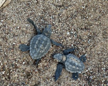 image Hatchling !!