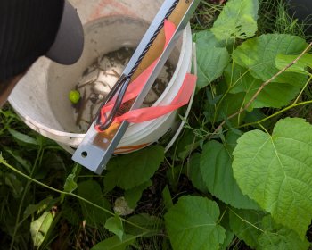 image Identifiaction de poissons pendant une pêche électrique